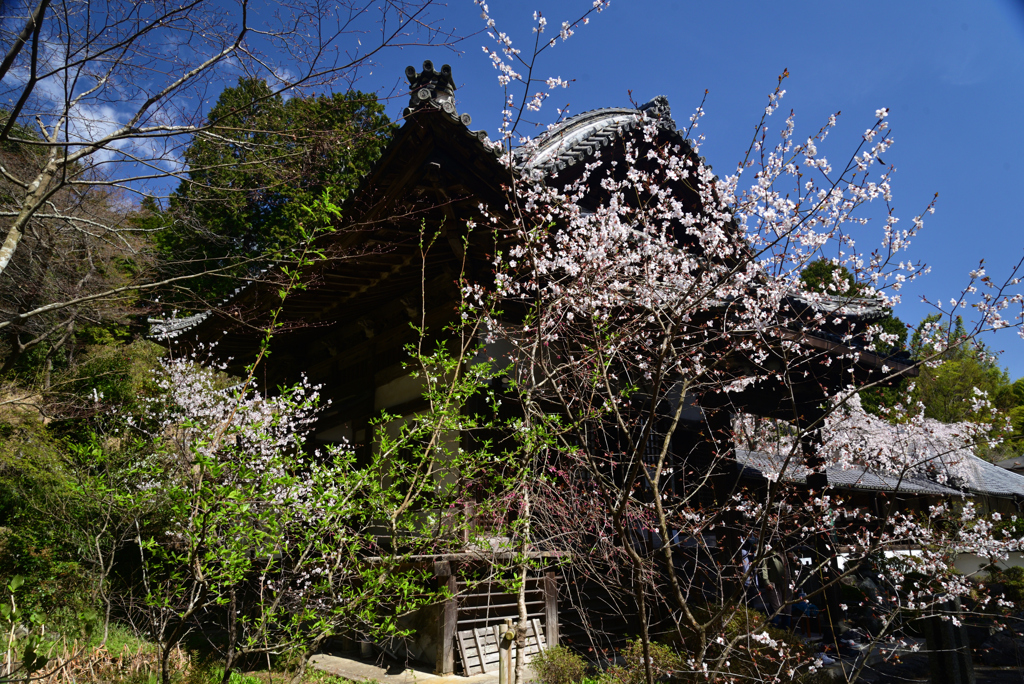 220401a十輪寺15