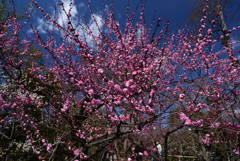 190223a北野天満宮03