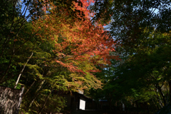 231102c西明寺07
