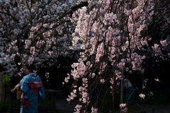 180402c平野神社27+