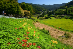 220925a明日香稲渕33