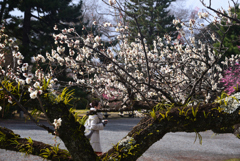 250307c京都御苑28