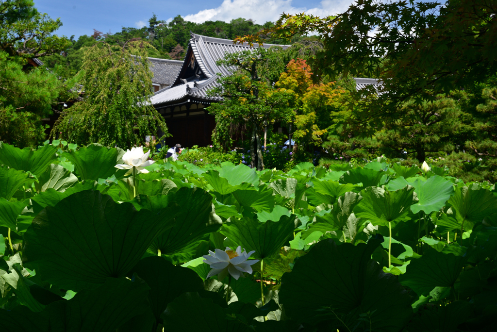 240707a法金剛院26