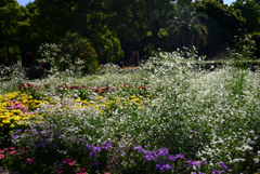 240510b京都植物園42