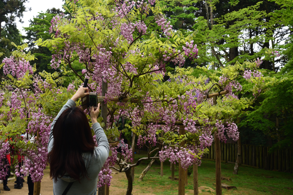 190428b萬葉植物園62