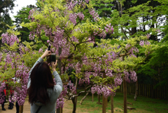 190428b萬葉植物園62