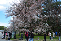 190331b京都御苑28