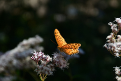 221002京都植物園47