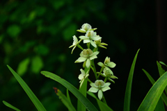 250814京都植物園79