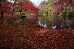 201213a京都植物園15