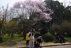 190329b京都植物園28