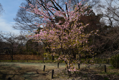 210309京都植物園27