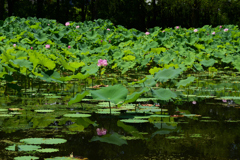 210717万博公園09