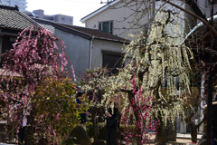 220305b大阪天満宮32