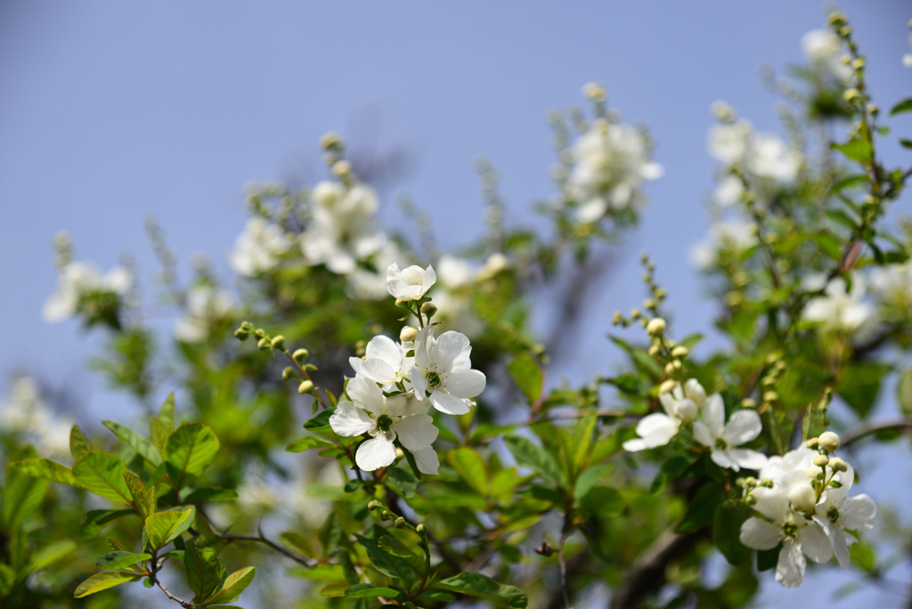 240330h上品蓮台寺06
