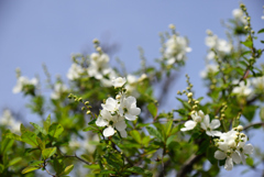 240330h上品蓮台寺06