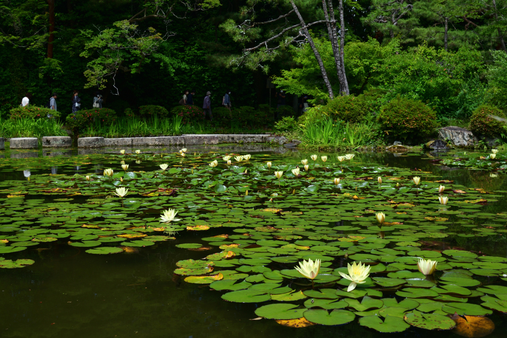 220607平安神宮52
