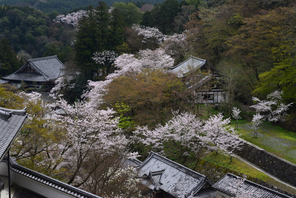 240406a長谷寺38