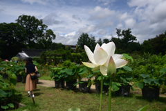 200712京都植物園35