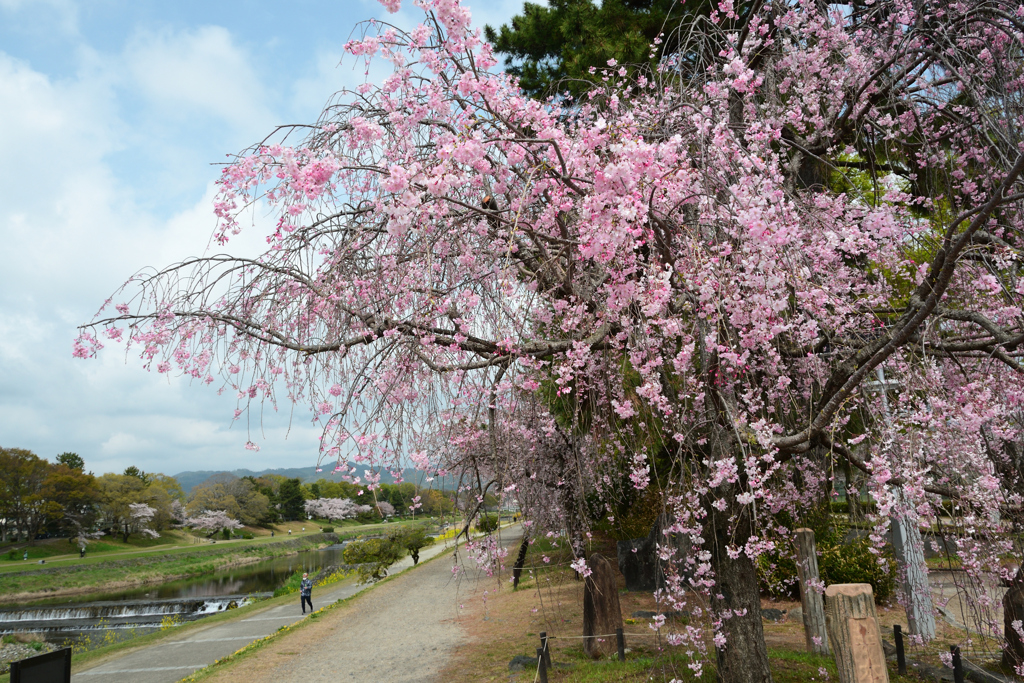 250411a京都植物園01
