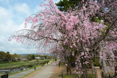 250411a京都植物園01