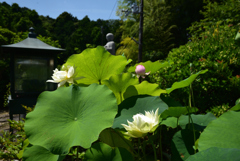 200629長弓寺11