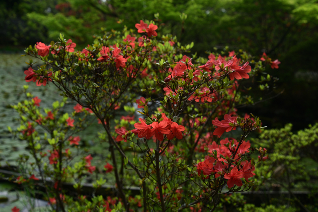 220422梅宮大社21