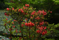 220422梅宮大社21