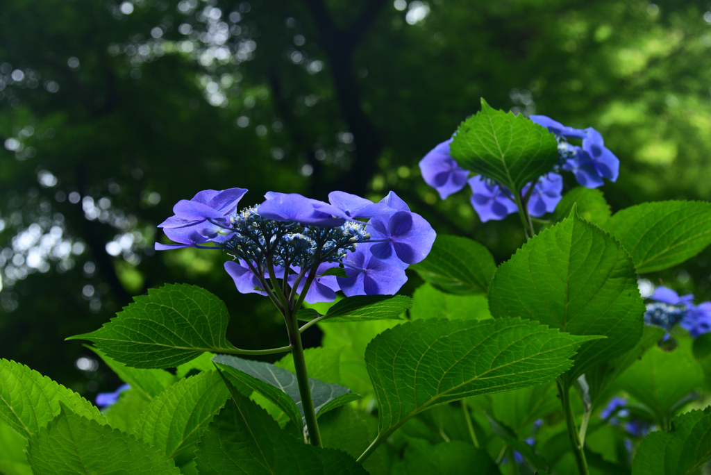 240620京都植物園36