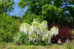 250504京都植物園79
