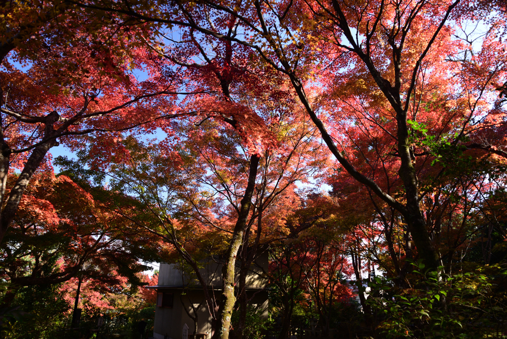 211119d壇林寺07