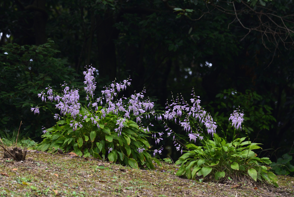 190920万博公園45
