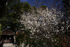 240130c京都御苑49
