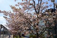 220412g梅小路公園01普賢象