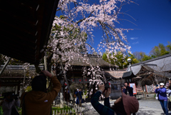 240327a平野神社19