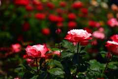 240511荒牧バラ公園34