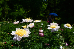 230509京都植物園05