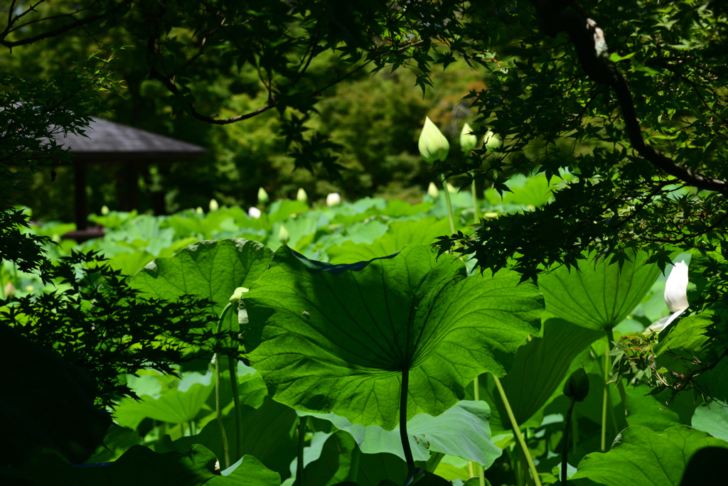 240705京都植物園34