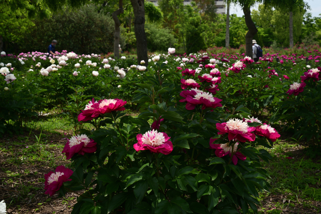 220510長居植物園18