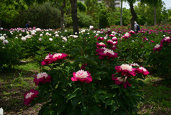 220510長居植物園18