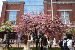 220413a造幣局34関山