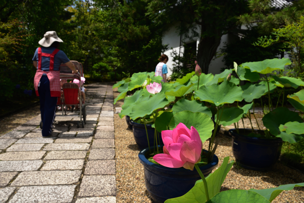190624a法金剛院17