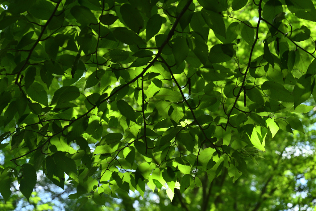 220609京都植物園40