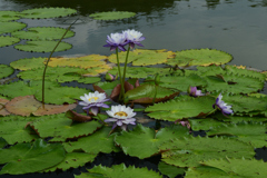 250814京都植物園17