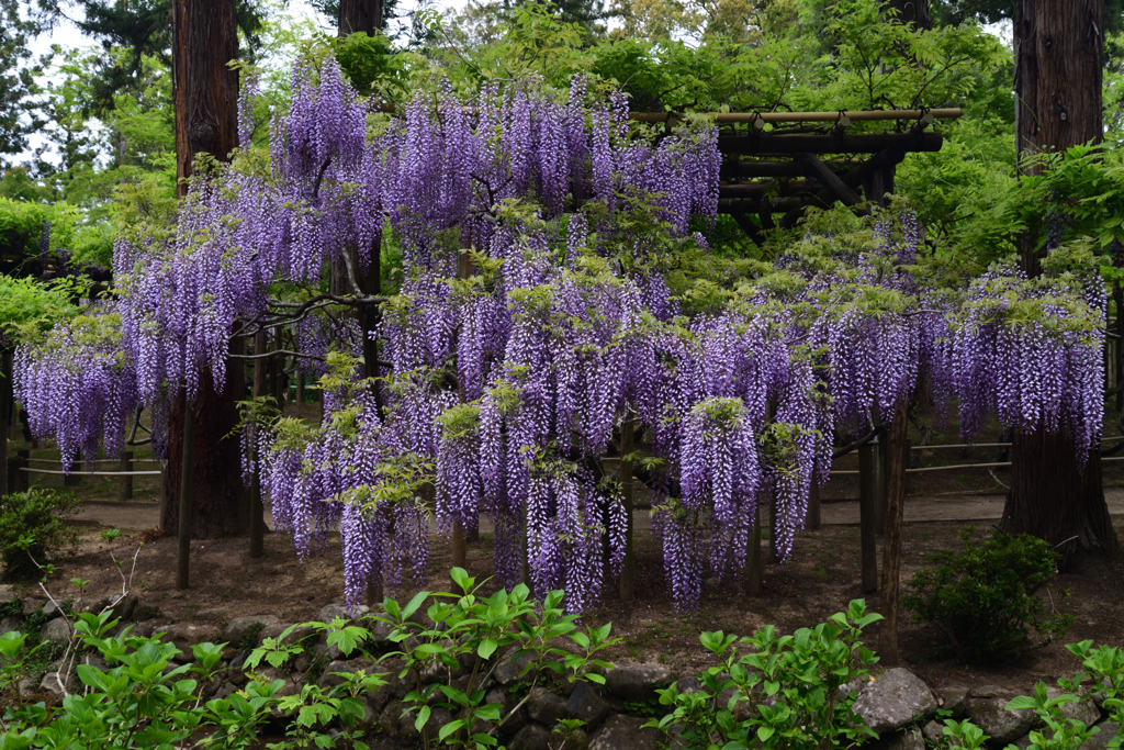 210424b萬葉植物園48