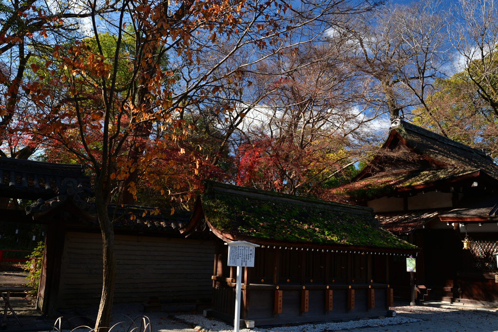 231213b下鴨神社34