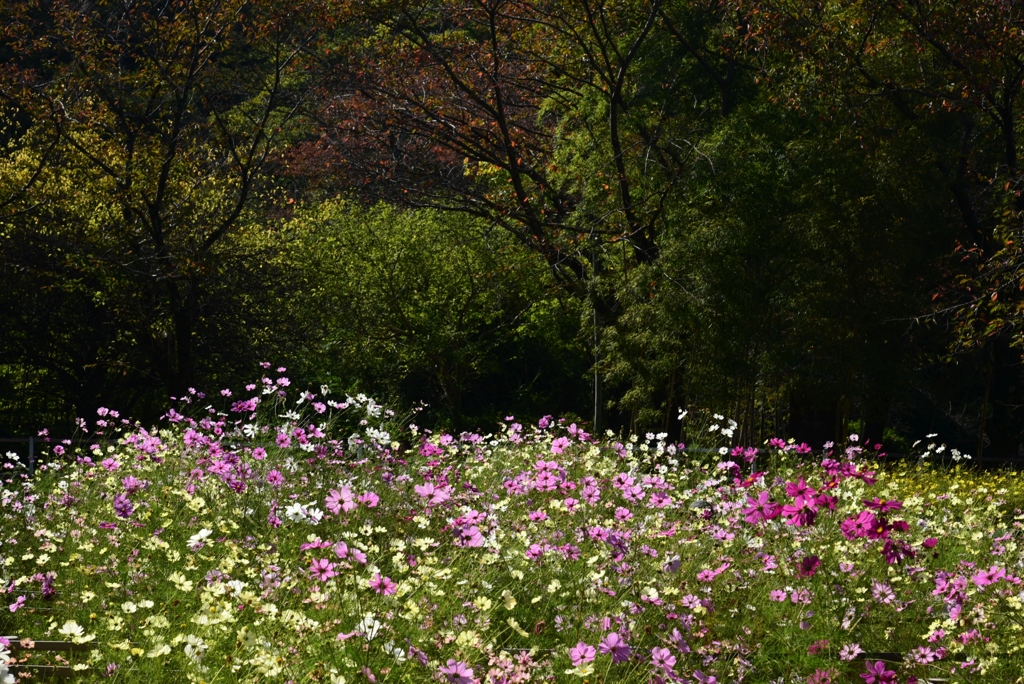 181025a安倍文殊院24