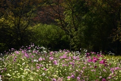 181025a安倍文殊院24