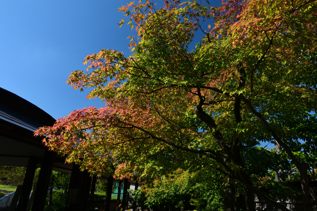 241014梅小路公園14