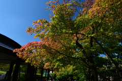 241014梅小路公園14
